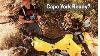Best Adventure Bike For Cape York 2025 Drz400e Full Breakdown